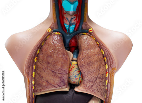 anatomy model of the thorax