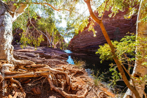 a panorama of hamersley gorge in karijini national park, western australia; a lush red canyon in the desert with red sand and rocks; an oasis in the australian outback photo