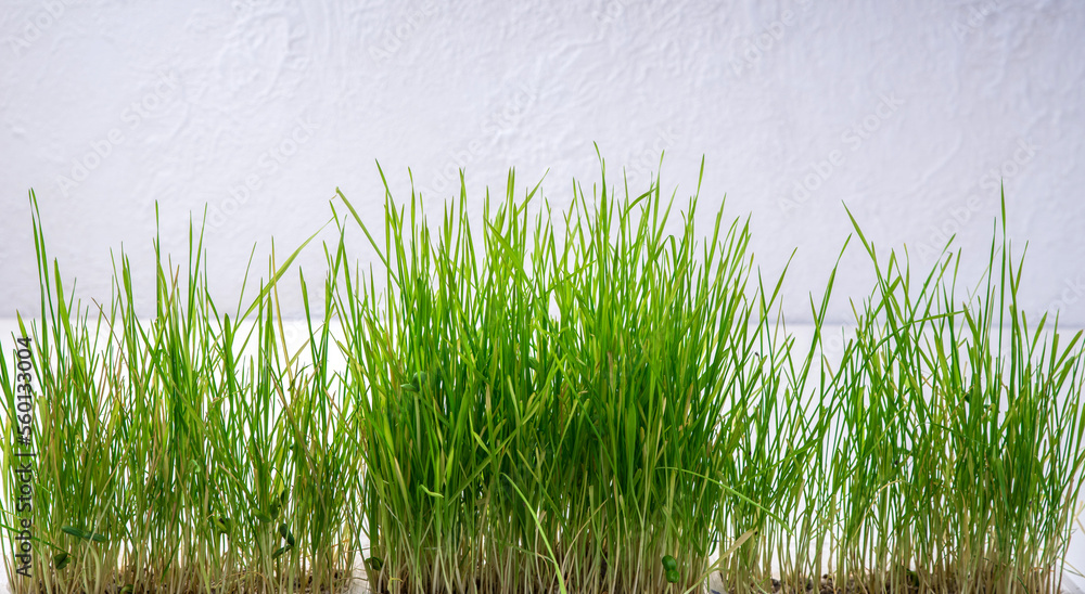 Obraz premium Grass for cats. Vitamin food supplement for pets.