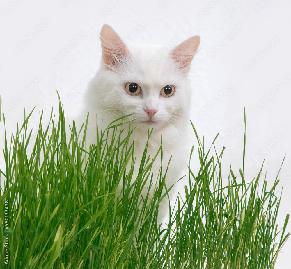 White cat in green grass. Young grass sprouts as a source of vitamins.