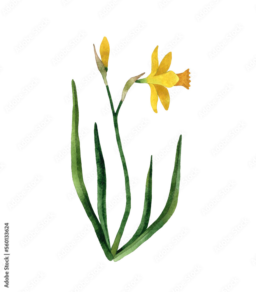 Watercolor hand painted yellow Daffodil Wildflower. Narcissus flower with stem and leaves. Spring botanical illustration. Isolated on white background.