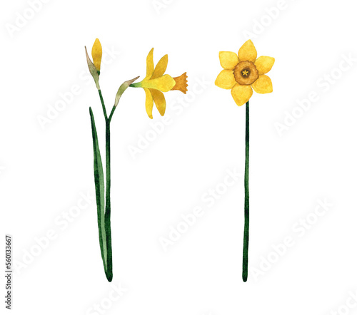 Watercolor hand-painted set with yellow Daffodil Wildflower. Narcissus flower with stem and leaf. Spring botanical illustration. Isolated on white background.