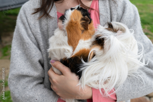 guinea pigs in the arms of a person