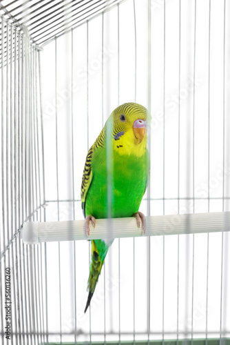 beautiful happy parrot in a cage in the background