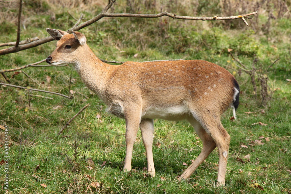 young deer in the middle of the forest young deer in the middle of the forest