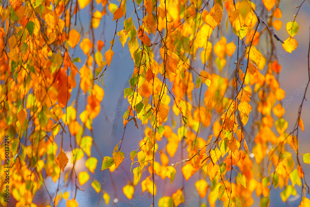 Autumn golden leaves on a birch tree Blurred background