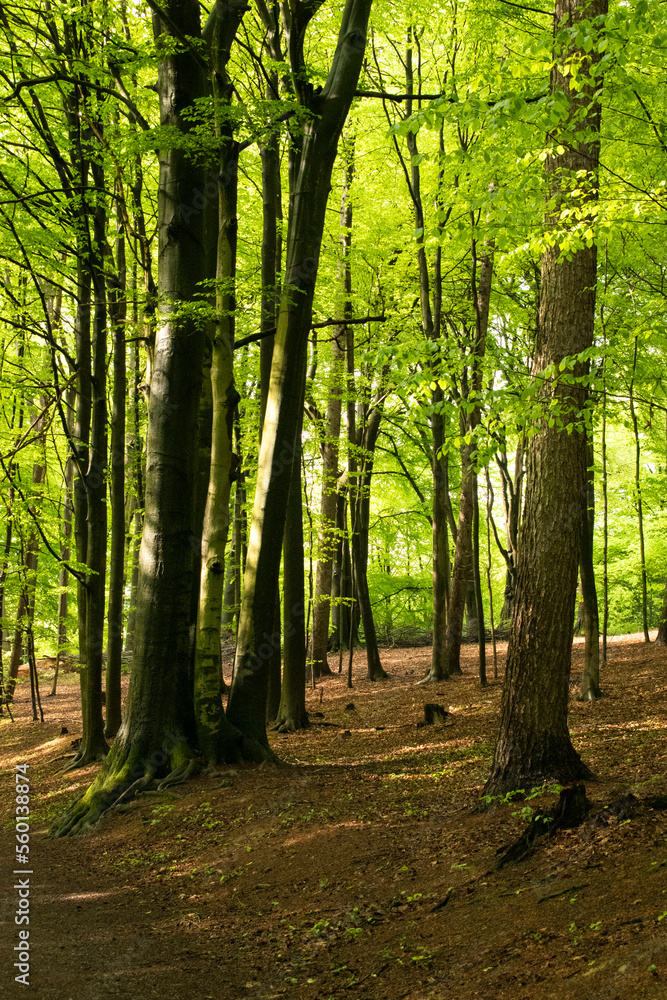 Wald Frühling Wald Frühling