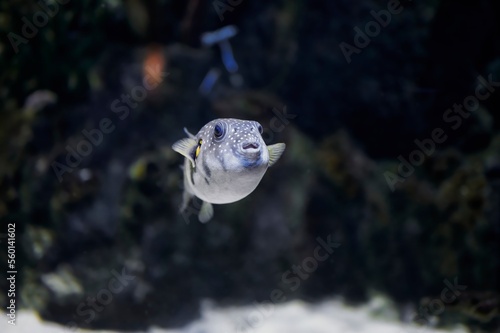 White-spotted Drum, Painted Boat or White-spotted Pufferfish (Arothron hispidus Linnaeus) swimming in an aquarium near some rocks © MSCT