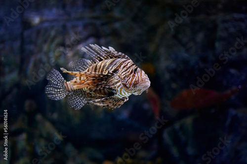 Lionfish (Pterois antennata) native to coastal lagoons and reefs of the Indian Ocean, swimming near a rock wall
