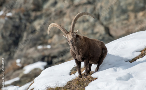 Adult alpine ibex (male - Capra ibex) with huge horns stands on a snow-covered winter alpine meadow. Massive male ibex - Italian alps mountains. © Dario