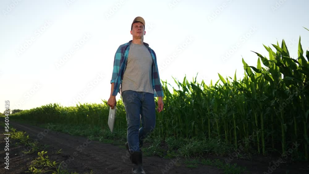Agriculture concept.Farmer with shovel and tablet walking through maize field.Green field of corn in rays of sun.Harvest of corn on fertile soil.Farmer in rubber boots with dog walk along rural road Agriculture concept.Farmer with shovel and tablet walking through maize field.Green field of corn in rays of sun.Harvest of corn on fertile soil.Farmer in rubber boots with dog walk along rural road