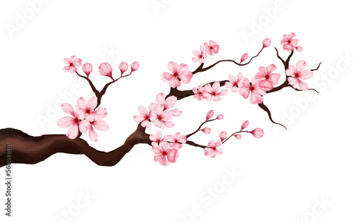 Fényképezés cherry blossom branch with sakura flower