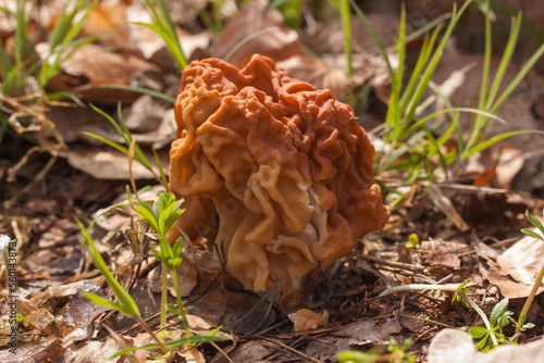 Gyromitra gigas known as False morel. Photo has been taken in the natural forest background.