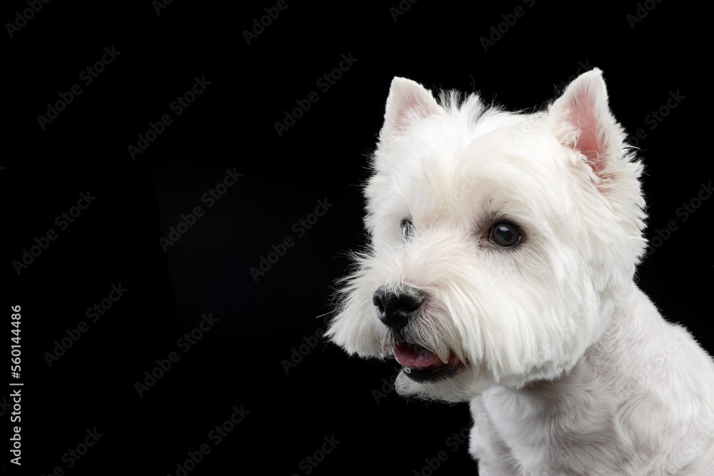 cute west Highland terrier smiling in black background cute west Highland terrier smiling in black background