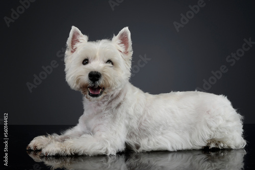 cute west Highland terrier smiling  in black background © kisscsanad