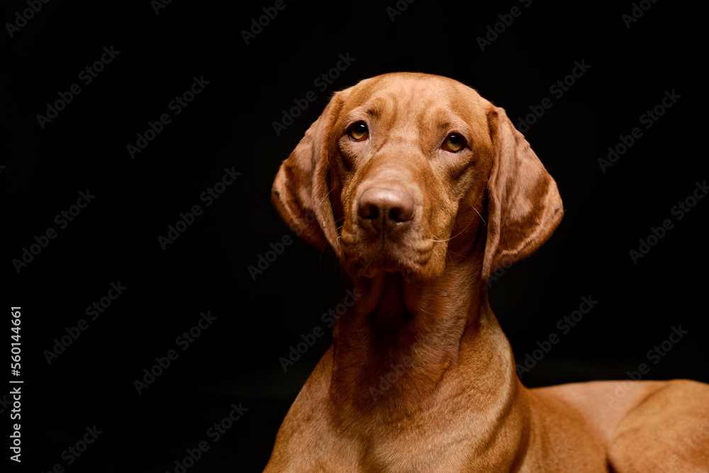Magyar Vizsla in a black background photo studio Magyar Vizsla in a black background photo studio