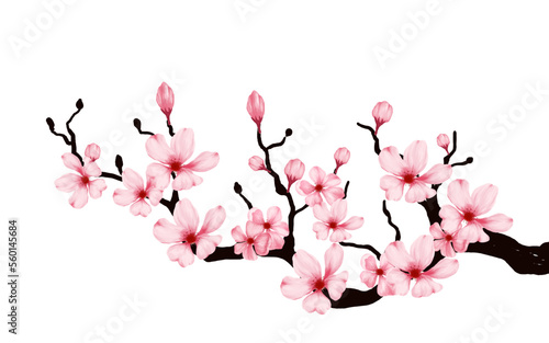 Obraz na płótnie cherry blossom branch with sakura flower. sakura white background. watercolor cherry bud. cherry blossom flower blooming. vector pink sakura flower background. watercolor cherry blossom vector w salonie