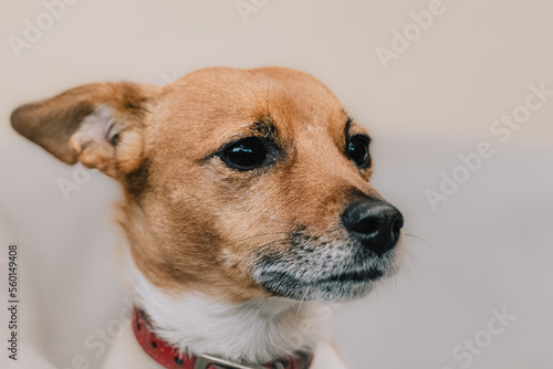 Adorable and cute Jack Russell Terrier dog portrait