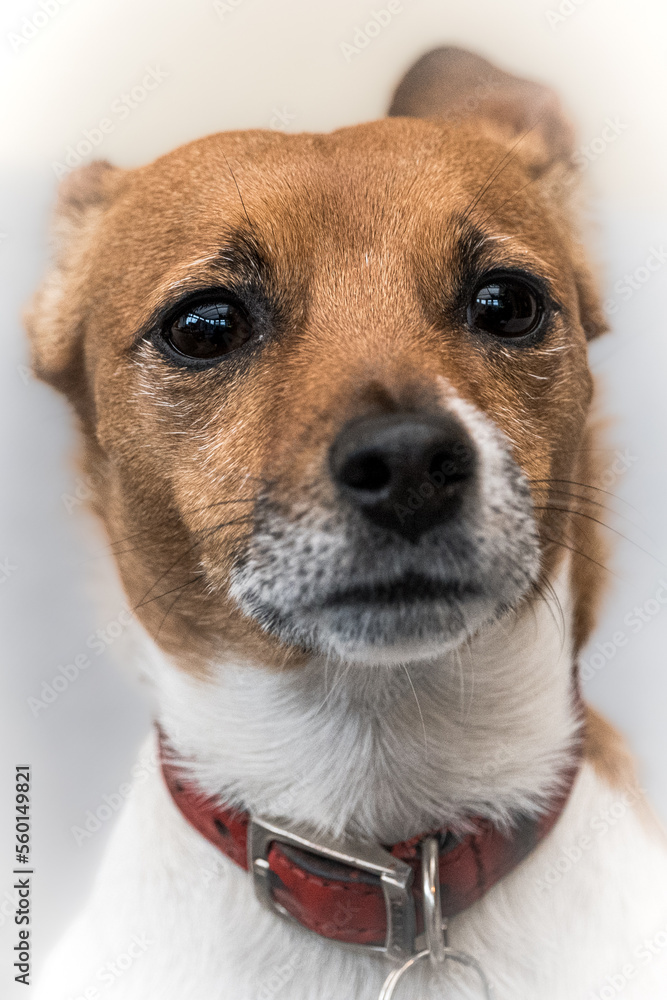 Adorable and cute Jack Russell Terrier dog portrait