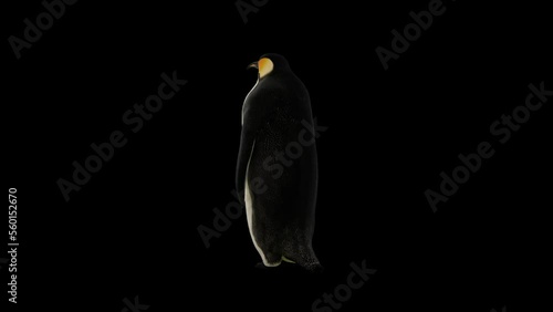 Animated penguin standing with his back and waving flippers. (ID: 560152670)