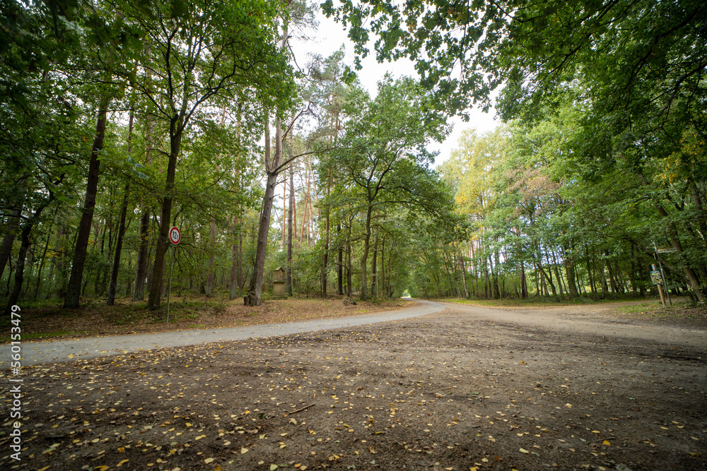 Obraz premium The forrest near Rheine, Germany