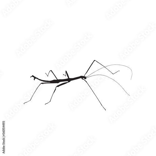 a grasshopper on a white background vector illustration