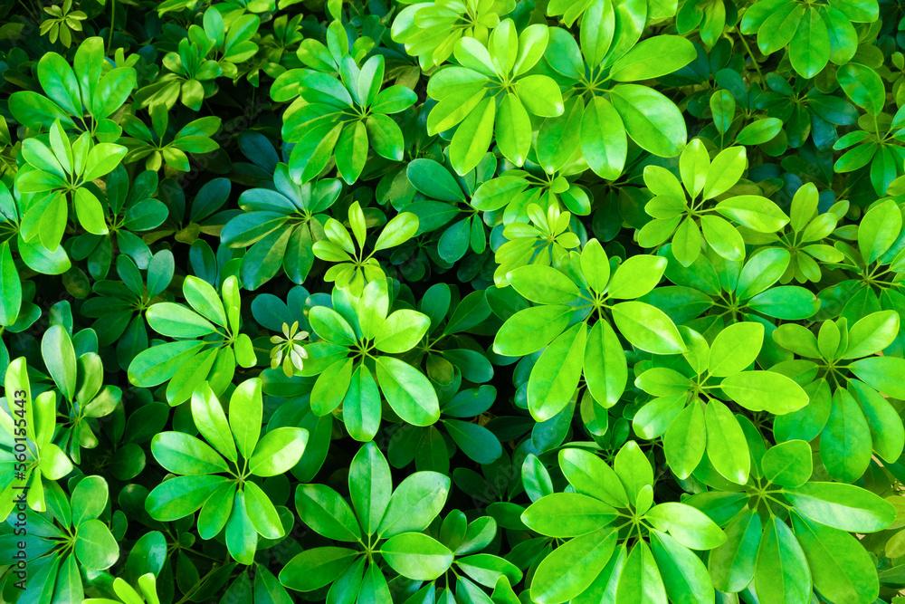 Background of bright green leaves. Concept of summer. Background of bright green leaves. Concept of summer.