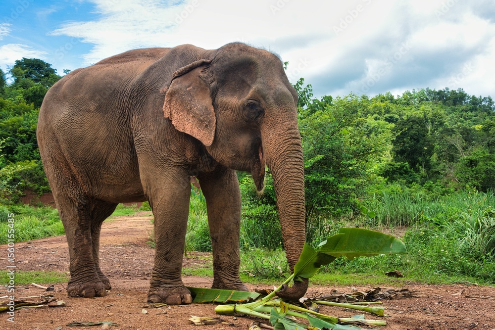 Obraz premium portrait of Lao Elefant at Luang Prabang, Laos PDR, South East Asia