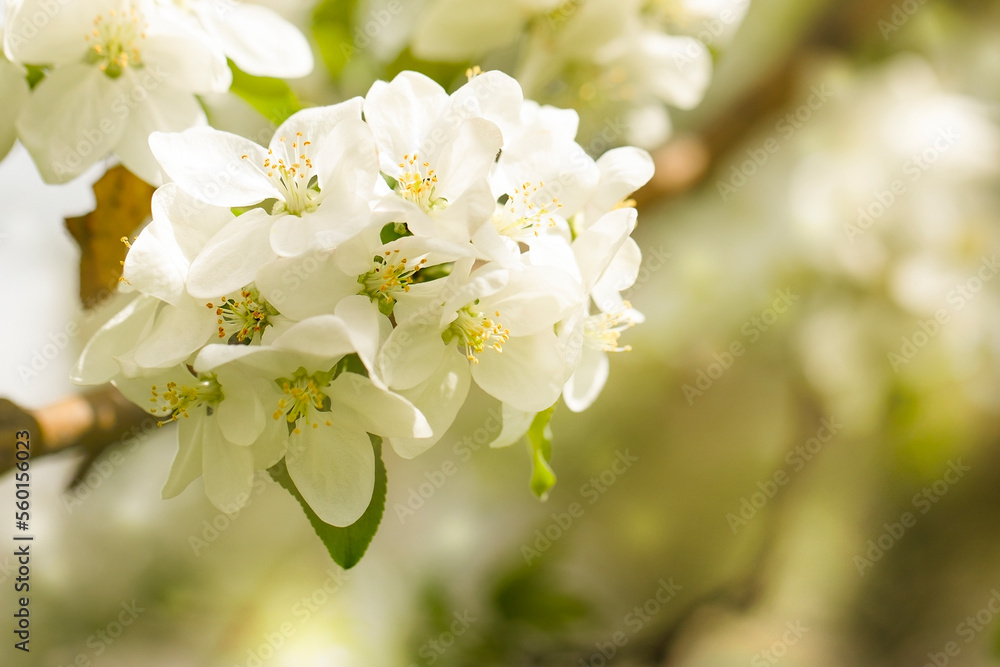 spring background blossoming branch of apple tree macro