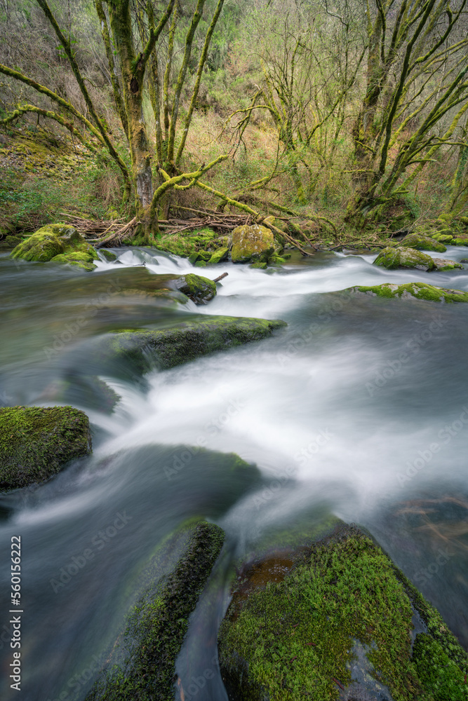 A river foams in front of mossy trees with elongated branches