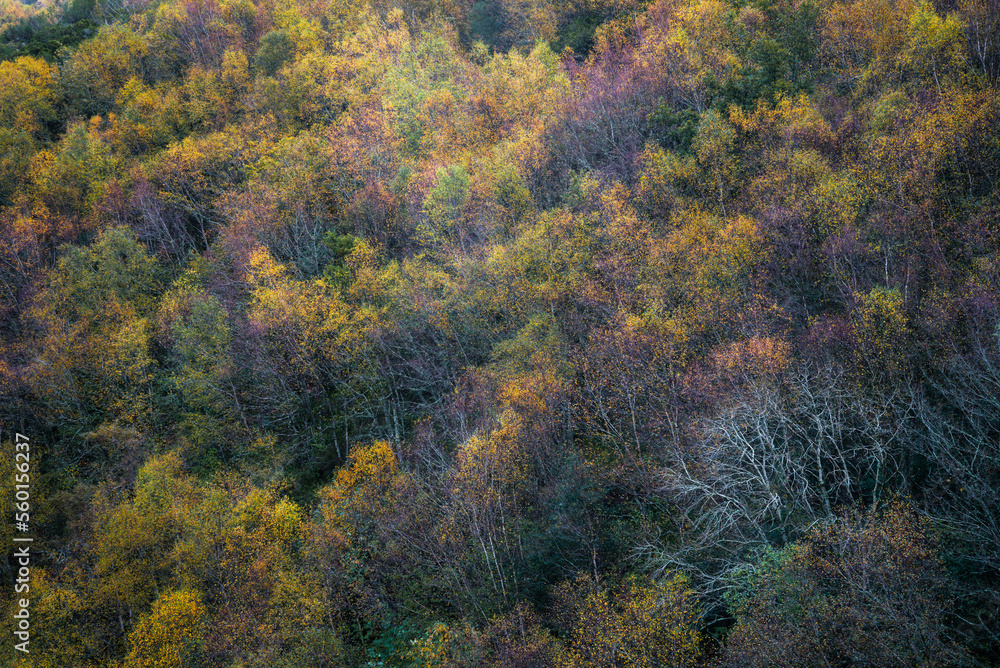 Autumn color palette in a mixed deciduous forest
