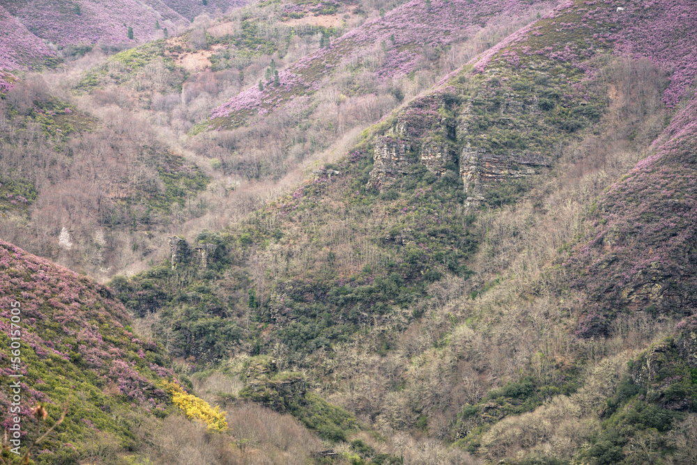 Succession of hills covered with heather and dotted with rocky outcrops