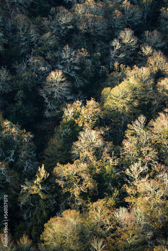 Top view of a deciduous forest in late autumn © Luis Vilanova