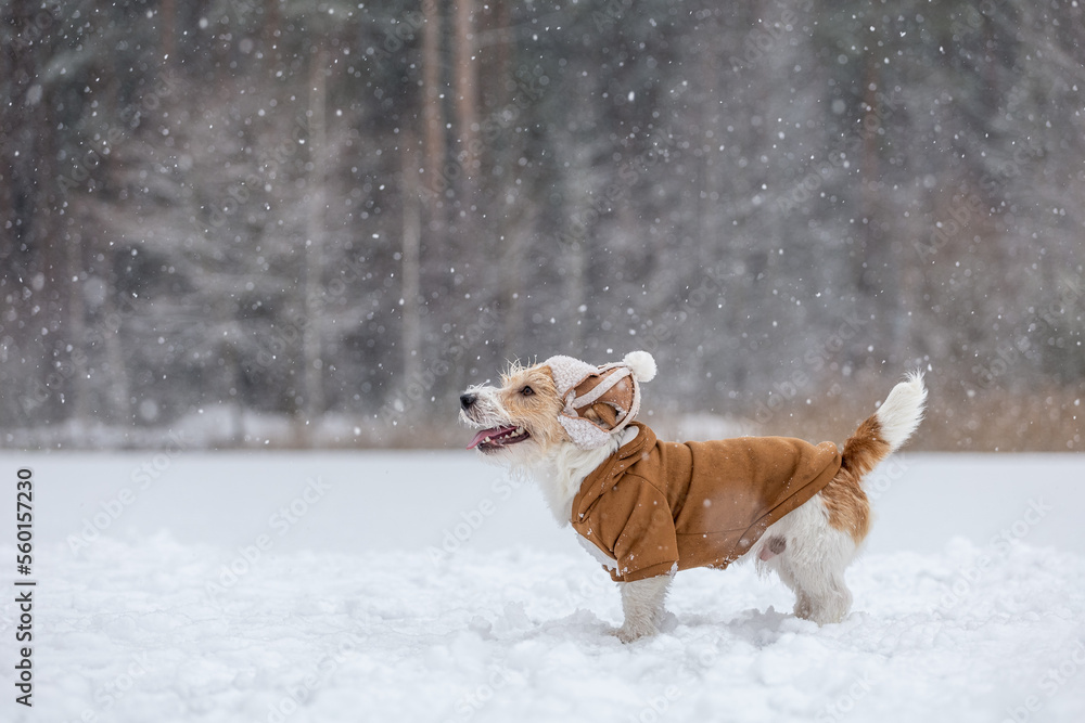 Dog Jack Russell Terrier in a hat with earflaps and a brown jacket stands in the forest. Snowing. Blur for inscription Dog Jack Russell Terrier in a hat with earflaps and a brown jacket stands in the forest. Snowing. Blur for inscription