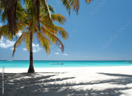 Coconut palm trees on bounty and pristine beach on caribbean island Saona. Dominican Republic  travel  card