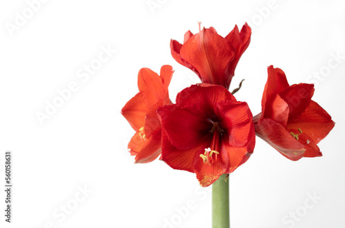 Close-up of a red flowering Amaryllis against a white background. You can clearly see the pollen and pistils in front of the glowing petals