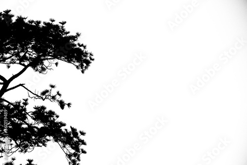 silhouette of the pine tree white background with space