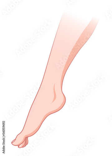 Normal skin without Varicose veins. Healthy skin vessel. Vascular disease diagnostic and treatment. Vector flat style cartoon illustration isolated on white background