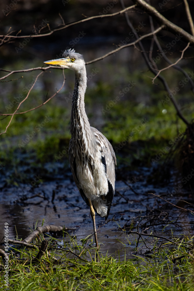 Beautiful grey heron up close hunting frogs in a marsh in a park in Sopot Beautiful grey heron up close hunting frogs in a marsh in a park in Sopot