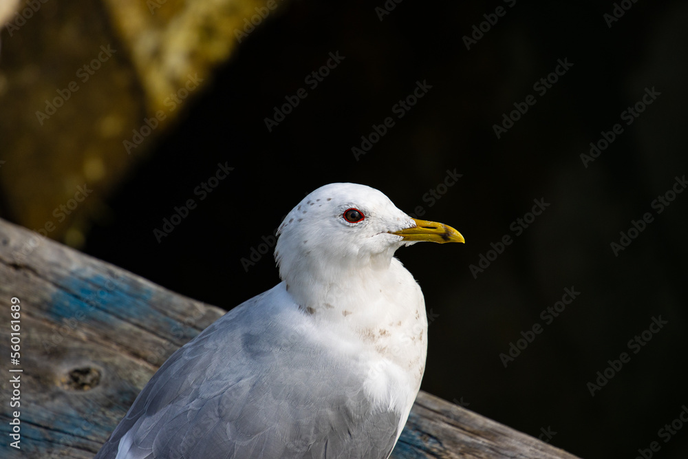 Portrait of Common gull spotted in beach in Sopot, baltic sea, Poland. Portrait of Common gull spotted in beach in Sopot, baltic sea, Poland.