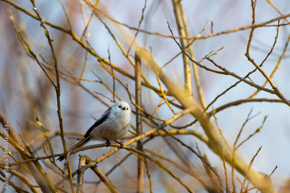 Beautiful cute fluffy little long tailed tit sitting on a branch spotted in a park in Sopot, Poland. Beautiful cute fluffy little long tailed tit sitting on a branch spotted in a park in Sopot, Poland.