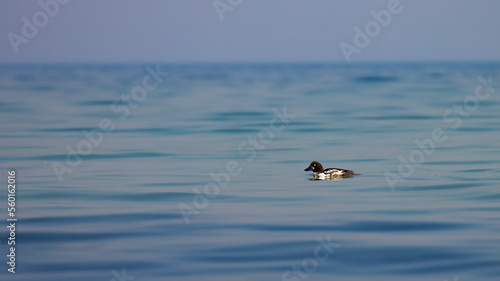 Female common goldeneye emerging from the calm waters of the Baltic Sea, Sopot, Poland