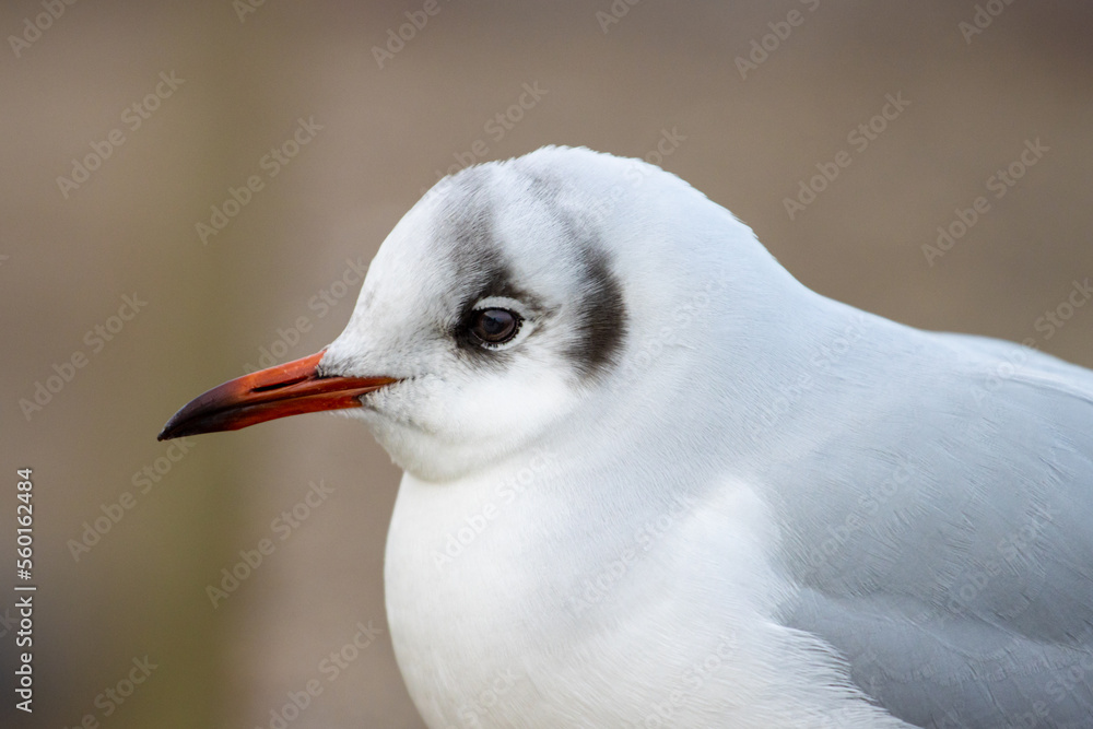 Portrait of black-headed gull spotted in beach in Sopot, baltic sea, Poland. Portrait of black-headed gull spotted in beach in Sopot, baltic sea, Poland.