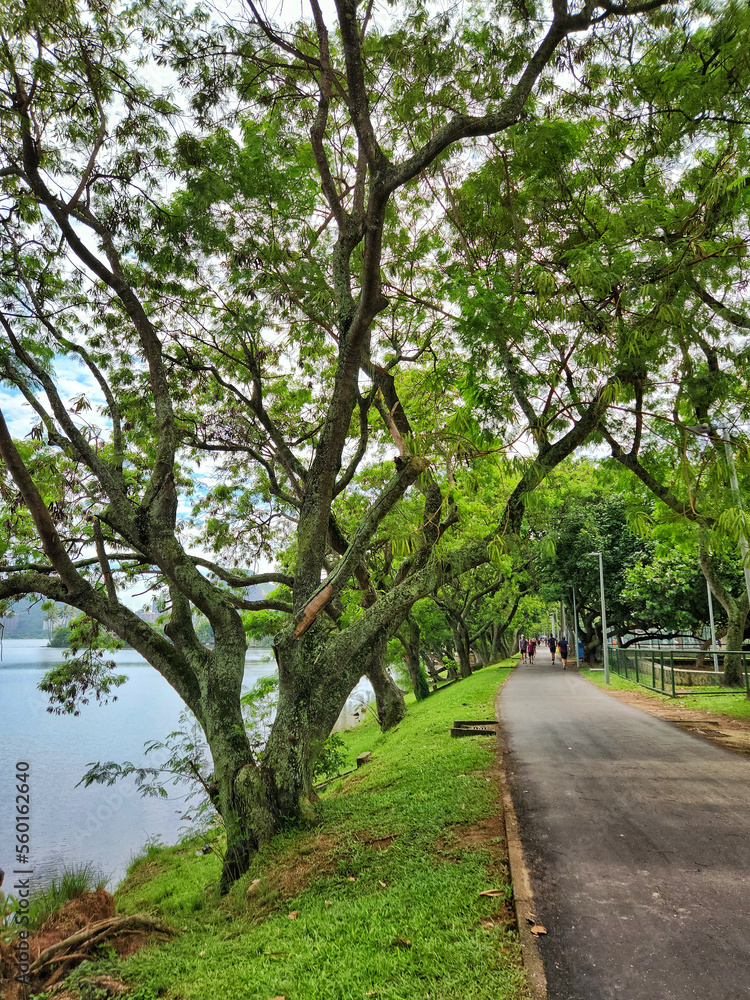 Bucolic scenery showing a path surrounded by trees on the edge of the lagoon inviting for outdoor activities Bucolic scenery showing a path surrounded by trees on the edge of the lagoon inviting for outdoor activities