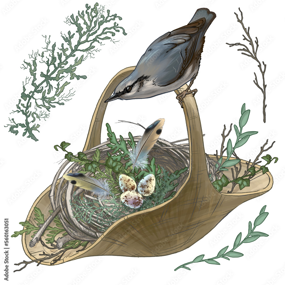 Drawing of a small bird and its nest with eggs. High quality ...