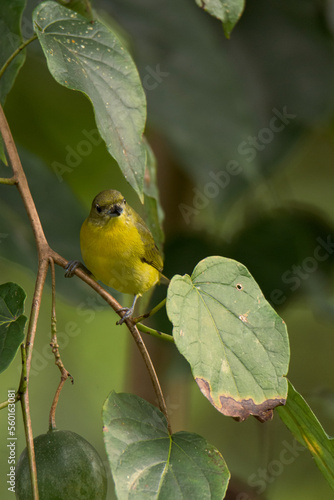 Female thick-billed euphonia perched on the branch of a passionflower (Quindío, Colombia).