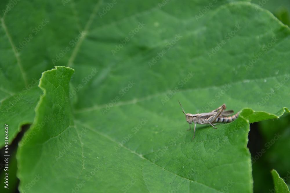 Fototapeta premium 緑の葉の上に茶色いバッタ