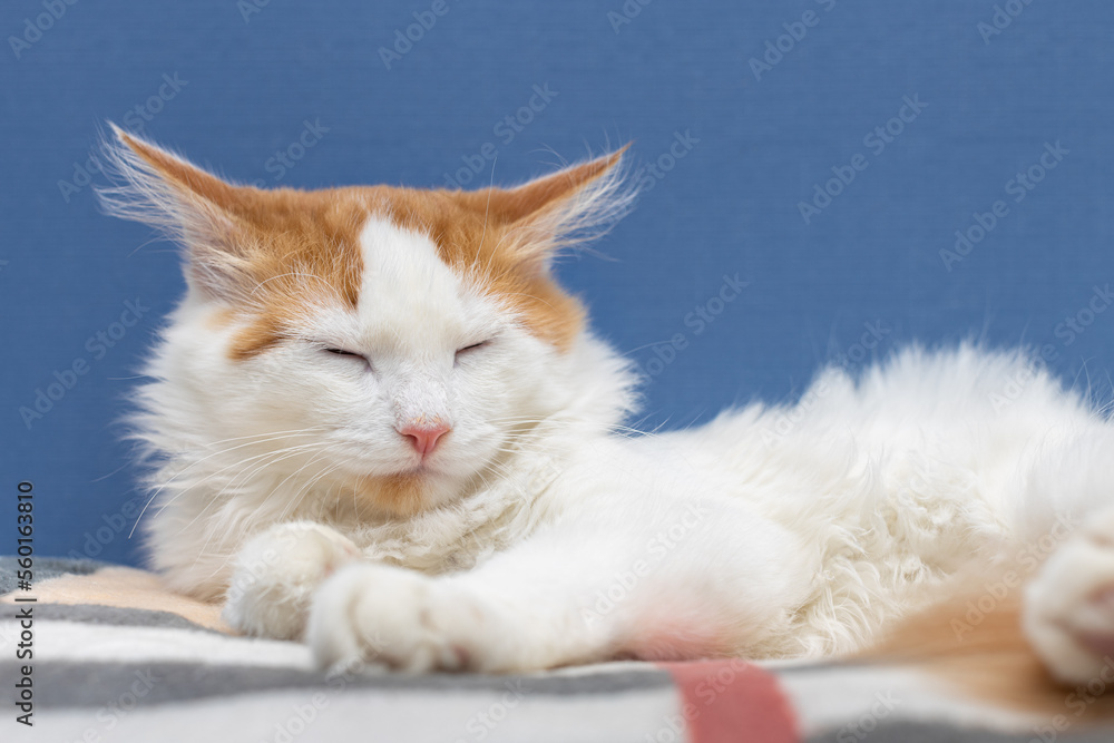 Fototapeta premium domestic cat resting lying on a blanket