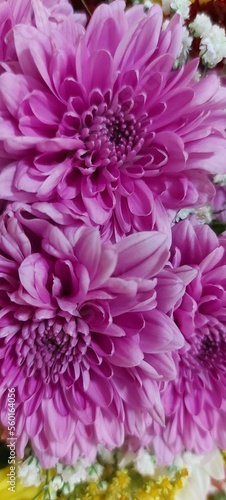 Flores