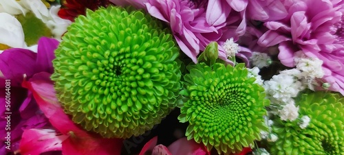 Flores